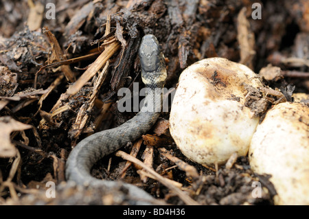 Young Grass Snake emerging from egg Stock Photo