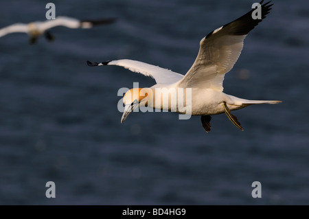 Northern Gannet (Morus bassanus, formerly Sula bassana), rspb bempton cliffs,  uk Stock Photo