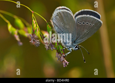 Small blue butterfly resting on cocksfoot grass Stock Photo