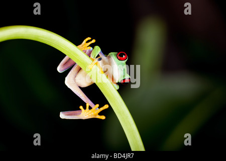 One inch red eyed tree frog climbing on a liane
