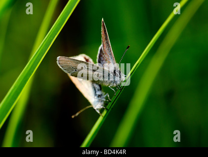 small blue butterflies resting on cocksfoot grass Stock Photo