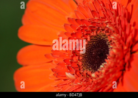 Gerbera Daisy red flower on blurred blurry background flowers macro aristic floral wallpaper phone for mobile wallpapers nobody none beautiful hi-res Stock Photo
