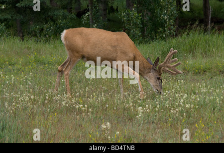 Young male elk grazing at Banff Station. Stock Photo