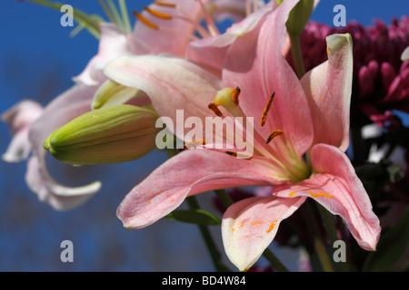 Single Lilium Stargazer a pink beautiful flower from above overhead pictures images photos large high resolution horizontal in USA US hi-res Stock Photo