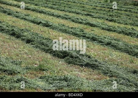 Cut field of alfalfa in rows Stock Photo - Alamy