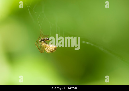 Fly caught in spiders web Stock Photo