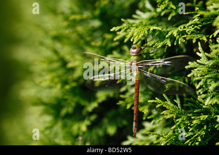 A Common Green Darner dragonfly Anax junius insect closeup images pictures photos large hight resolution in Ohio OH horizontal in USA US hi-res Stock Photo