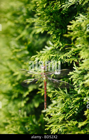 Dragonfly Green Darner insect sitting on green thuja tree nobody vertical in Ohio USA US hi-res Stock Photo