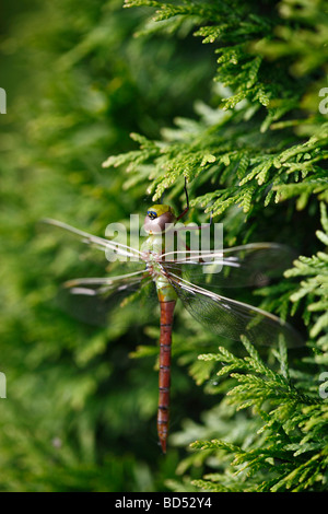 A Common Green Darner dragonfly Anax junius insect closeup images pictures photos very hight resolution in Ohio OH vertical format in USA US hi-res Stock Photo