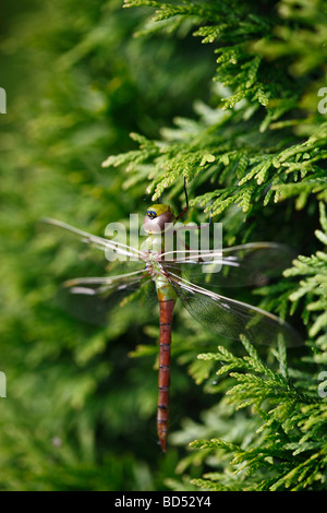 Dragonfly Green Darner insect sitting on tree macro closeup close up detail nobody close up of blurred blurry background wildlife vertical hi-res Stock Photo