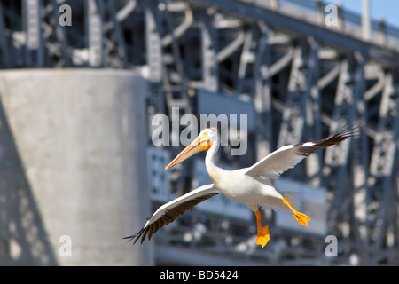 American White Pelican about to land on the Red River, St. Andrews Lock and Dam, Lockport, Manitoba, Canada. Stock Photo