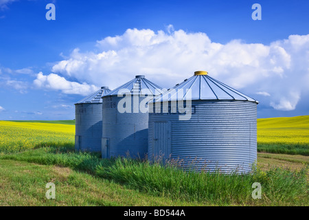 Grain Silos (Bins) with Canola field in background, Canadian Prairie, Pembina Valley, Manitoba, Canada. Stock Photo