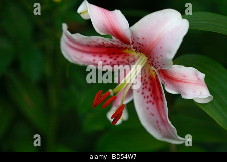 Japanese Lily Lilium Speciosum pink flower stamens with pollen petals floral close up front view nobody blurred blurry background nobody hi-res Stock Photo