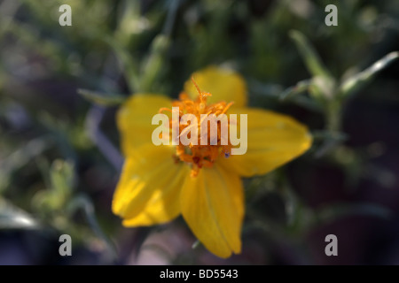 Prairie zinnia (Zinnia grandiflora) Stock Photo