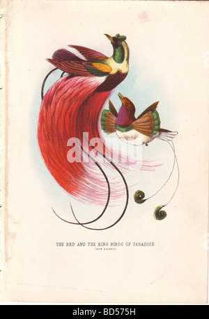 A red bird of paradise with its dramatic crimson tail and a king bird of paradise with its hanging buttons. Stock Photo