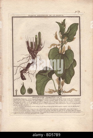 Parts of the birthwort plant (Aristolochia clematitis) showing roots and stalks at left and leaves and flowers at right. Stock Photo