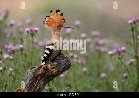 Hoopoe (Upupa epops) perched on a tree stump with flowering meadow in background Stock Photo