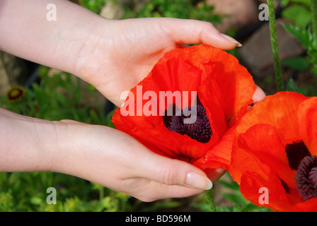 Türkischer Mohn in Händen oriental poppy in hands 01 Stock Photo
