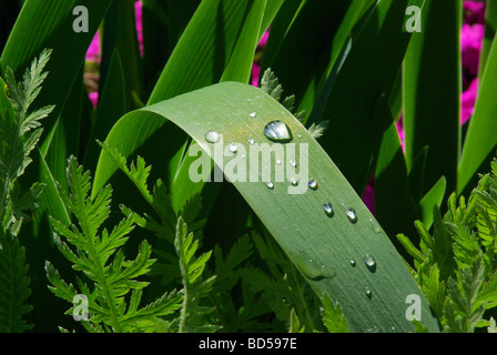 Wassertropfen auf Blatt waterdrop on leaf 02 Stock Photo