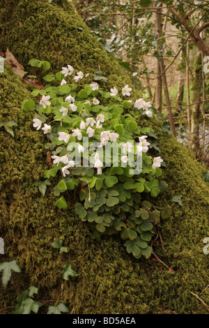 Wood sorrel Oxalis acetosella Oxalidaceae growing on an oak tree as an epiphyte UK Stock Photo