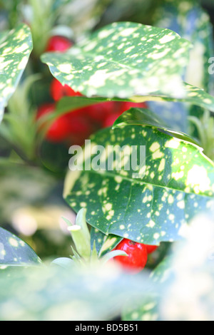 aucuba japonica with red berries fine art photography Jane Ann Butler Photography JABP526 Stock Photo