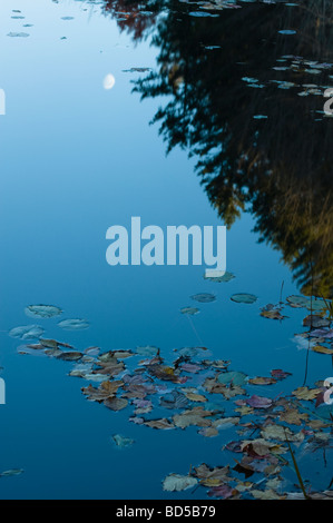 Moon reflected in pond with leaves Stock Photo