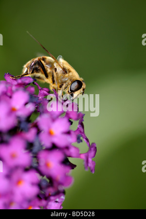 Honeybee (Apis) feeding on the summer bloom of Lilac or Butterfly Tree (Buddleja) Stock Photo