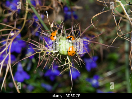 Ladybirds in Norfolk on an unusual type of poppy flower, taken at night using a flash Stock Photo