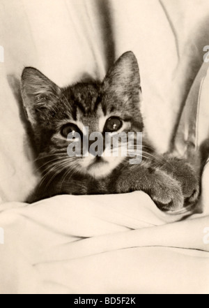 Kitten Sleeping in Bed Stock Photo