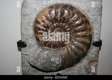 Ammonite Asteroceras obtusum From Dorset, UK Stock Photo