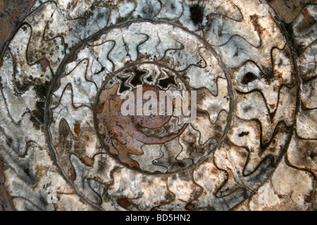 Ammonite Goniatite (Devonian) From Morocco Stock Photo