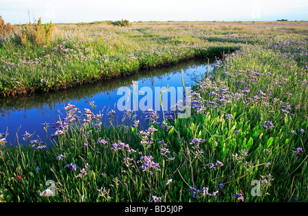 Common sea-lavender Limonium vulgare in habitat on salt-marsh at Stiffkey, Norfolk, United Kingdom. Stock Photo