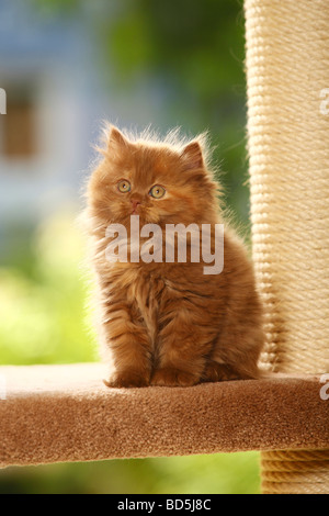 British Longhair Cat kitten cinnamon tortie Highlander Lowlander ...