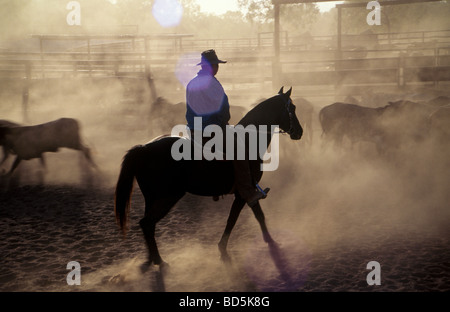 Stockman on horse drafting cattle, central Queensland, Australia Stock Photo