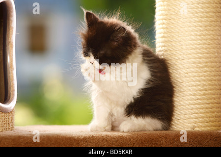 British Longhair Cat kitten black and white Highlander Lowlander Britanica Stock Photo