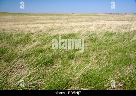 Tall grass prairie in South Dakota USA  Stock Photo