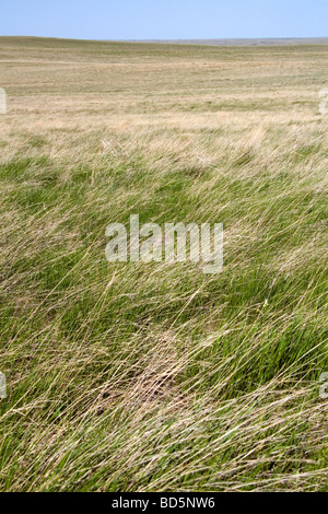 Tall grass prairie in South Dakota USA  Stock Photo