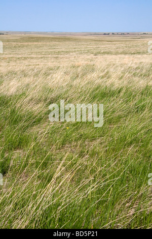 Tall grass prairie in South Dakota USA Stock Photo