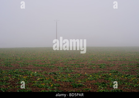 Electricity poles in an agricultural field in fog in France Stock Photo