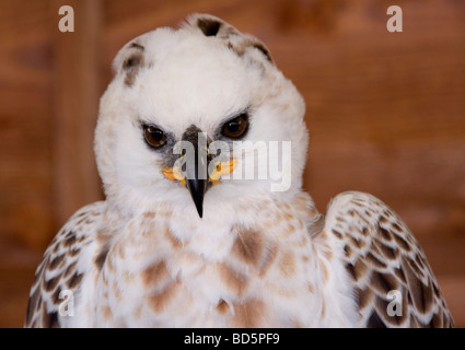 Portrait of pale phase juvenile male African Crowned Eagle Stock Photo