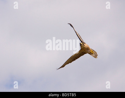 Lanner Falcon stooping Falco biarmicus Stock Photo