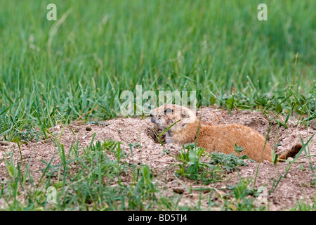 Black Tailed Prairie Dog in the tall grass prairie of South Dakota USA  Stock Photo