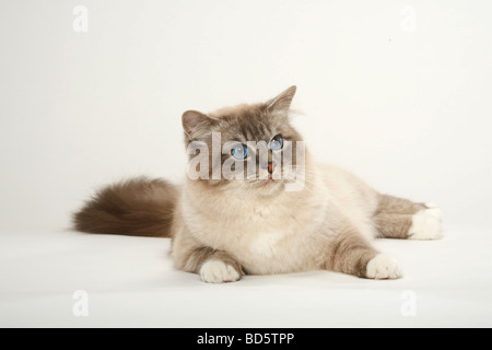 Sacred Cat of Birma tomcat Birman Stock Photo