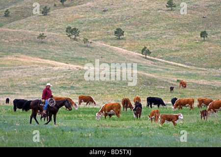 American cowboy rides horseback herding cattle north of Hot Springs South Dakota USA  Stock Photo