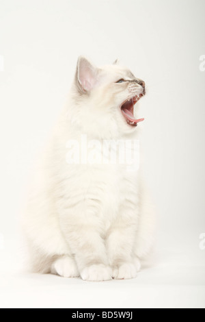 Sacred Cat of Birma kitten Birman Stock Photo