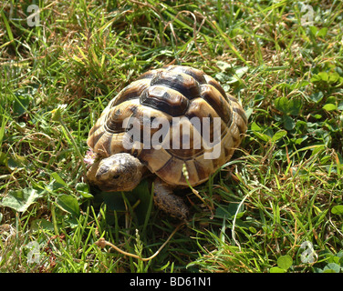 Baby tortoise walking on grass Stock Photo