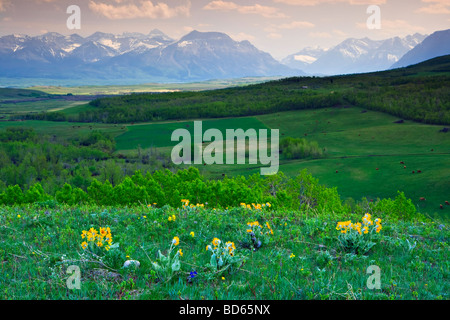 'Where the Mountains meet the Prairies',view of Waterton Lakes National Park Mountain Range along Highway 6 in  Southern Alberta Stock Photo