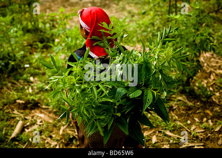 A Red Dzao woman gathers herbs for a traditional therapeutic bath on the outskirts of Sapa in northern Vietnam Stock Photo