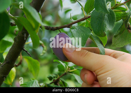 Pflaume ernten plum picking 01 Stock Photo