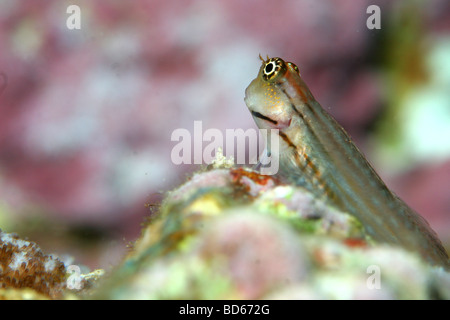 A Red Sea combtooth-blenny in the tropical waters of the Red Sea in the Deep South Egypt Stock Photo